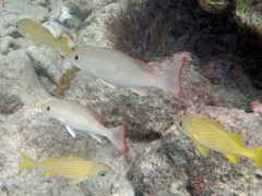 Mahogany Snapper Juvenile (8