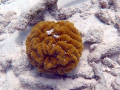 Maze Brain Coral