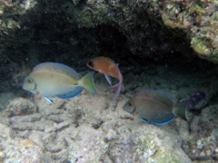 Ocean Surgeonfish and Squirrelfish (10