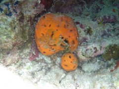 Orange Ball Sponge