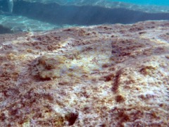 Peacock Flounder (12