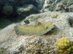 Peacock Flounder (12