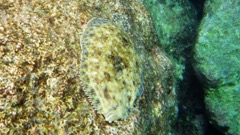 Peacock Flounder (14