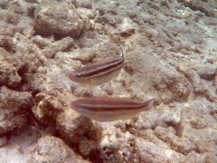 Princess Parrotfish Juvenile (2