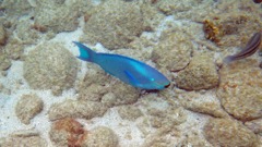 Queen Parrotfish (15