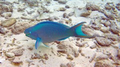 Queen Parrotfish (24