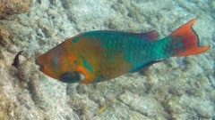 Rainbow Parrotfish (24