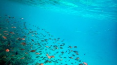                 Brown Chromis (4