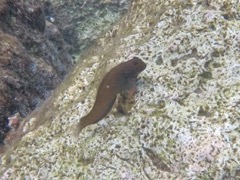 Redlipped Blenny (3