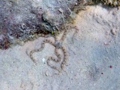 Reticulated Brittle Star (5