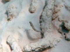 Rosy Razorfish Male (4