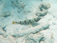 Sand Diver