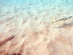 Sand Divers (12