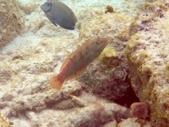 Blackear Wrasse (6