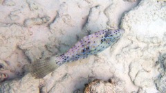 Scrawled Filefish (24