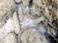 Sharptail Eel (2.5 ft)