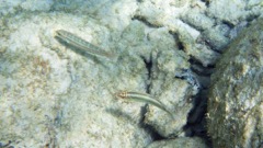 Slippery Dick (4