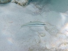 Slippery Dick Juvenile (2