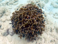 Blade Fire Coral