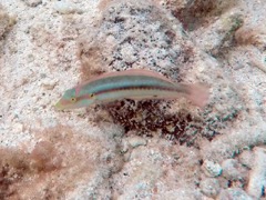 Slippery Dick Wrasse (6