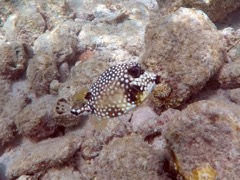 Smooth Trunkfish (4