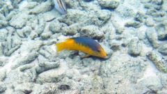 Spanish Hogfish (12