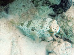 Spotted Burrfish (12