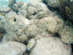 Spotted Scorpionfish (10