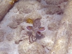 Spotted Scorpionfish Swimming