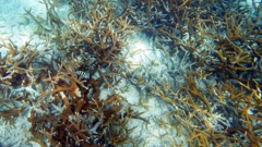 Staghorn coral