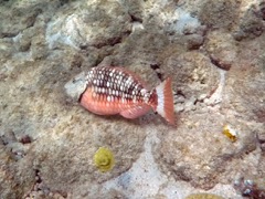 Stoplight Parrotfish Initial Phase (8