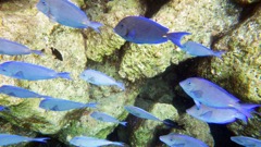 Blue Tang (8