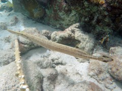 Trumpetfish (18