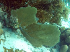 Venus Sea Fan