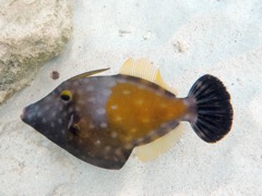 White soptted Filefish (12