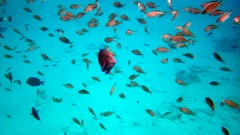 Blue Tang among Brown Chromis