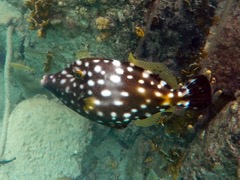 Whitespot Filefish (Annoyed)  (12