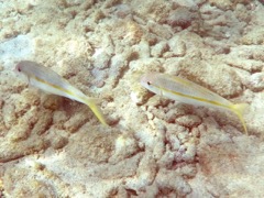 Yellow Goatfish