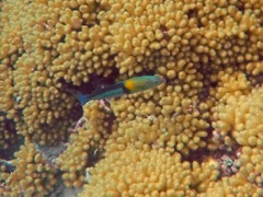 Yellowhead Wrasse (8