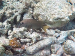 Yellowtail Damselfish Female (6