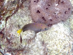 Yellowtail Damselfish Female (6