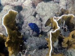 Yellowtail Damselfish Juvenile (1.5