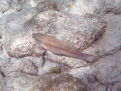 Yellowtail Parrotfish Juvenile (12