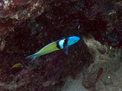 Bluehead Wrasse (6