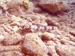 Bluestriped Lizardfish (9