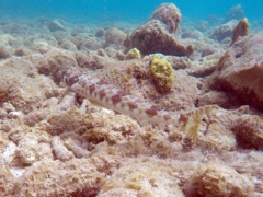 Bluestriped Lizardfish (9