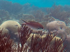 Brown Chromis (3