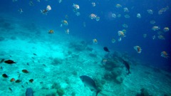 Brown Chromis (4