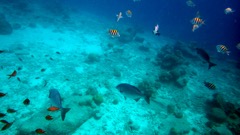 Brown Chromis (4