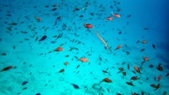 Brown Chromis + Trumetfish